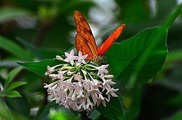 蝴蝶,性質(zhì),橙