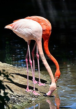 弗拉明戈,動(dòng)物園,鳥(niǎo)