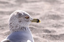 海鷗,頭,鳥嘴