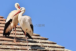 鸛,對(duì),鳥類