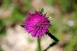 沼澤-刮薊,開花,花