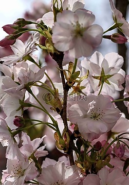 開(kāi)花,粉紅色,花