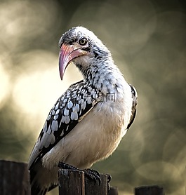 犀鳥,關(guān)閉,眼睛