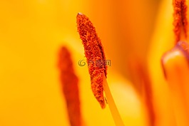 花,性質(zhì),宏