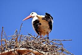 鸛,鳥,飛