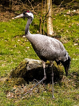 起重機,鳥,動物
