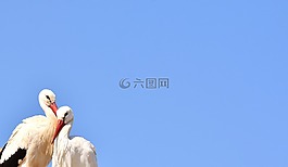 鸛,對(duì),鳥類