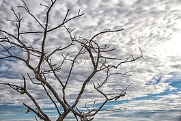 背光,天空,樹枝