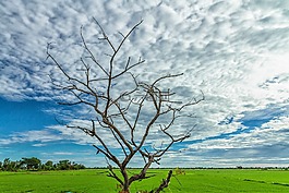 背光,天空,樹枝