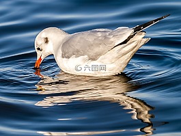 嘴鷗,海鷗,水禽