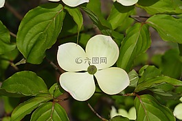 關(guān)閉,開花,野花