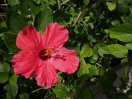 冲绳,槿,鲜花