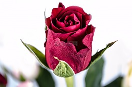 花,玫瑰,愛