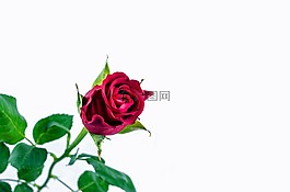 花,玫瑰,愛