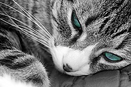 猫,蓝色,眼睛
