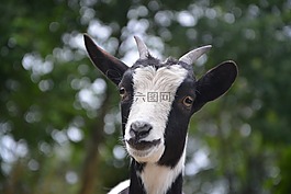 山羊,biquette,草食動物