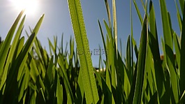 綠色,葉草,陽光