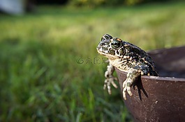 動物,青蛙,蟾蜍