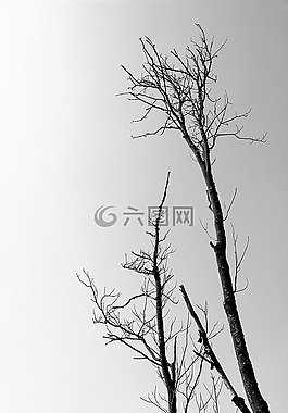樹(shù)木,死樹(shù),科