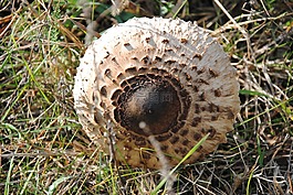 蘑菇,秋季,森林