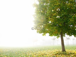 樹,霧,公園