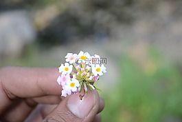 摄影数码单反相机nikion,花,模糊