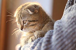 動物,肖像,貓