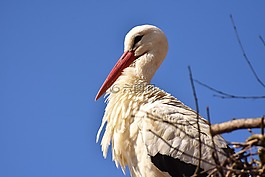 鸛,鳥,飛