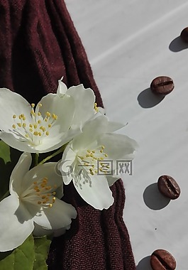 茉莉,咖啡,糧食