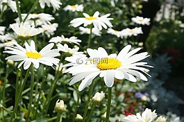 雛菊,花園,光明
