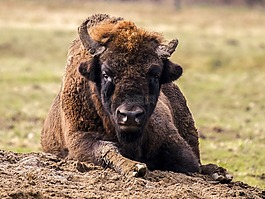wisent,动物,哺乳动物