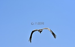 鸛,鳥,飛