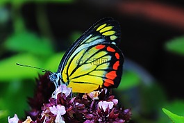 蝴蝶,昆蟲,花