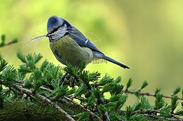 鳥,山雀,藍雀