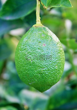 檸檬,水果,綠色