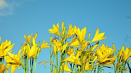 黃色,花,鮮花