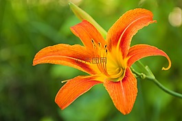 莉莉,花卉,植物