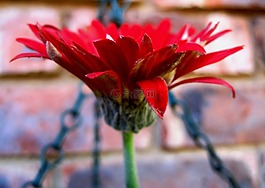 雛菊,baberton,花