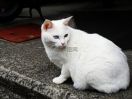 野貓,白色的貓,貓咪
