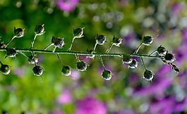 花,夏天花,野生花卉