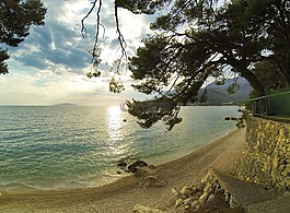 海,樹,海灘