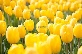 春天,鮮花,郁金香