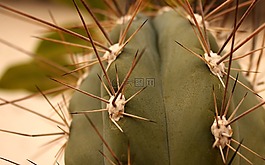 仙人掌,針,植物