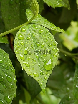 葉子,滴,雨滴