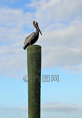 鵜,休息,鳥