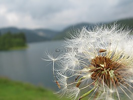 蒲公英,自然,植物區(qū)系