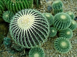仙人掌,沙漠,绿色