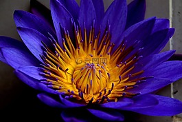 花,自然,花的