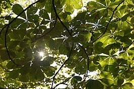 林冠,太陽,夏季