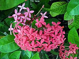 墨西哥,花,粉色